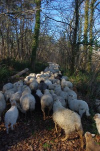 Transhumance dans la Double du côté de Servanche (Dordogne)