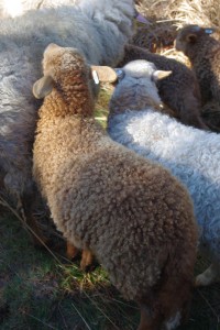 Les agneaux de l'hiver avec leurs belles bouclettes!